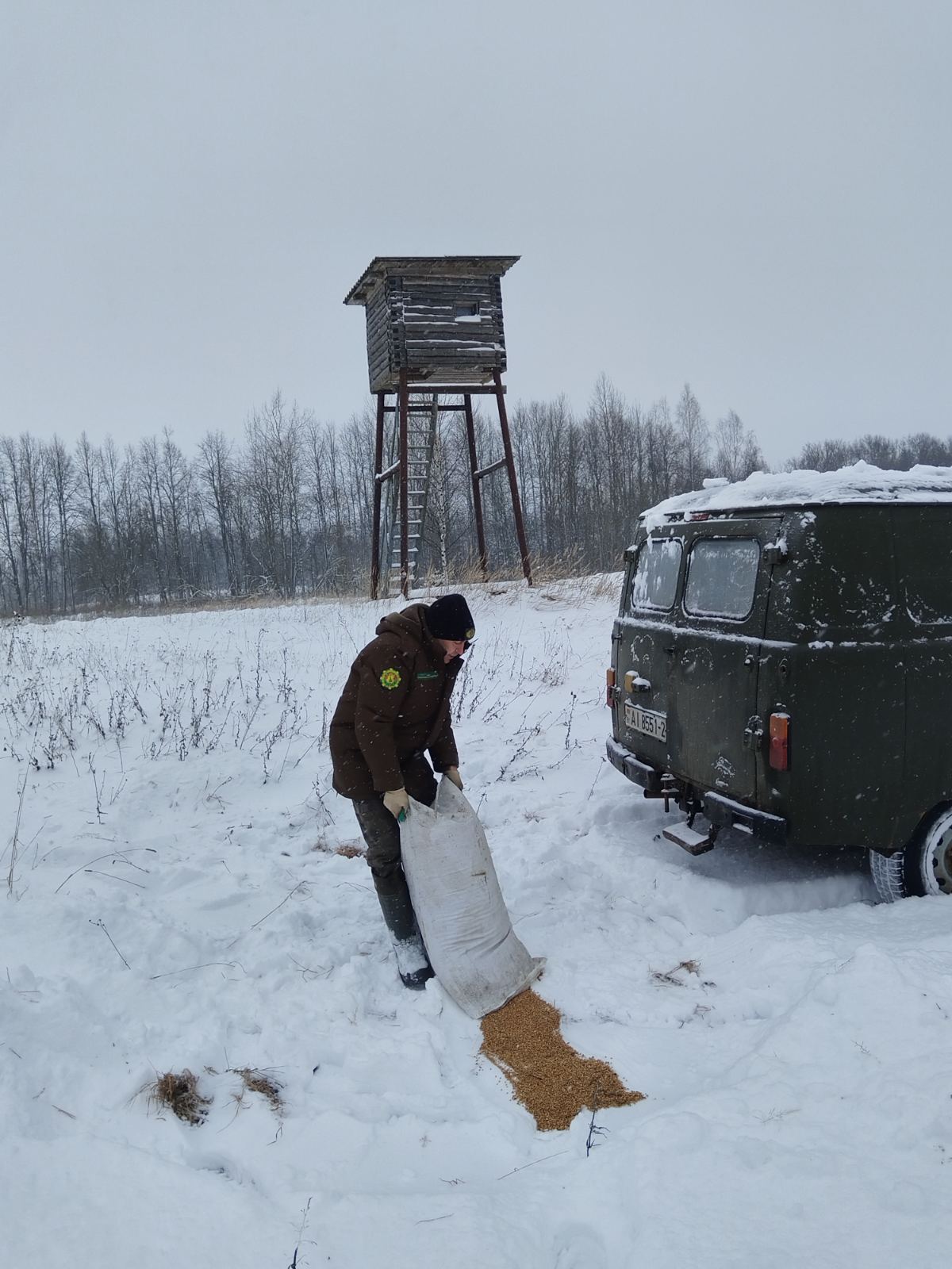 Зимняя подкормка диких животных