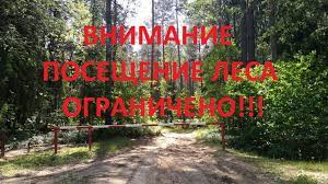 На территории Глубокского  района введено ограничение на посещение лесов.